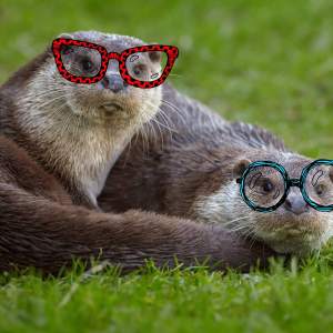 Zwei Otter mit bunt-illustrierten Brillen