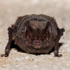Nahaufnahme einer Fledermaus