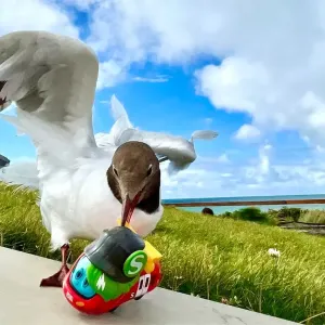 Spielfigur Sally S-Bahn wird von einer großen Möwe angepickt.