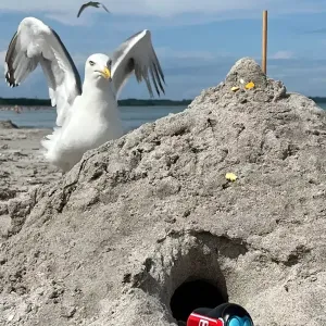 Figur Robbi Regio kommt aus einer Sandburg, im Hintergrund eine Möwe.