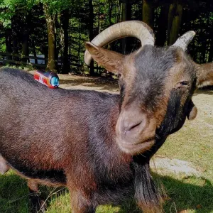 Figur Robbi Regio steht auf dem Rücken einer braunen Ziege.
