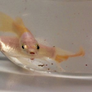 Zwei Goldfische in einem Glas