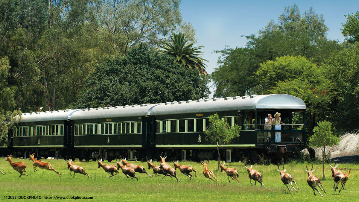 Der Rovos Rail: Manchmal galoppiert sogar eine Herde Wildtiere vorm Fenster vorbei.