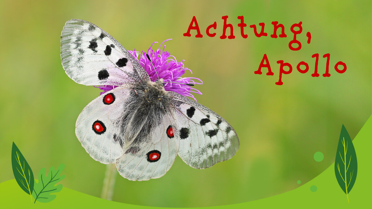 Der kleine Flatter-Geselle ist ein Apollofalter. Ein geschützter Schmetterling