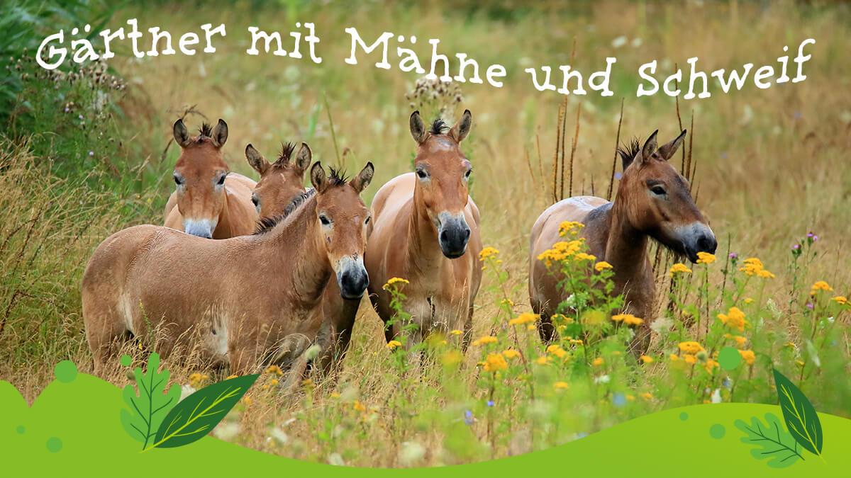 Gärtner mit Mähne und Schweif. Wildpferde? Ja! Die gibt es nicht nur in Cowboyfilmen!