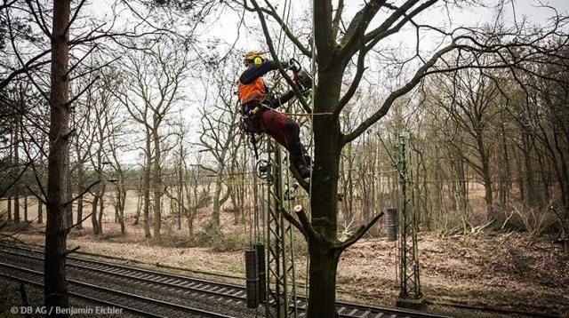 Damit Bäume und Äste auf Schienen und Oberleitungen nicht fallen, werden diese frühzeitig von Baumexperten beschnitten