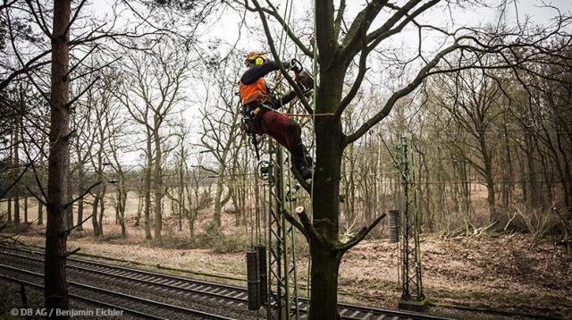 Damit Bäume und Äste auf Schienen und Oberleitungen nicht fallen, werden diese frühzeitig von Baumexperten beschnitten