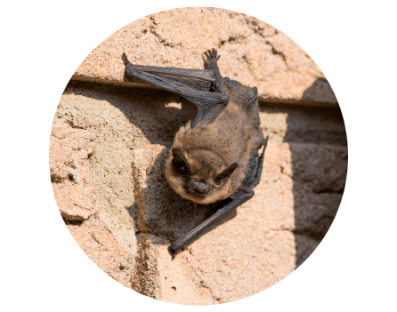 Eine Fledermaus an einer Mauer