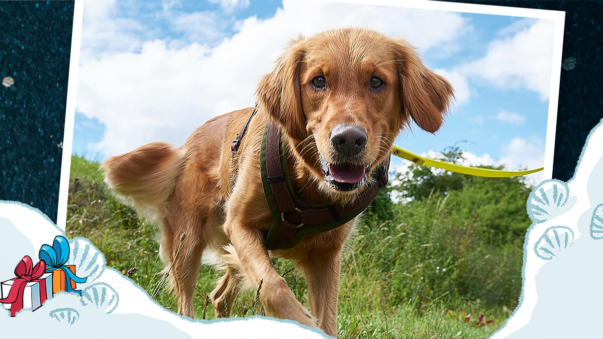 Hundestaffel bei der Bahn + Download Geruchsmemory sowie Mandala Hundekopf aus LL 03/2023