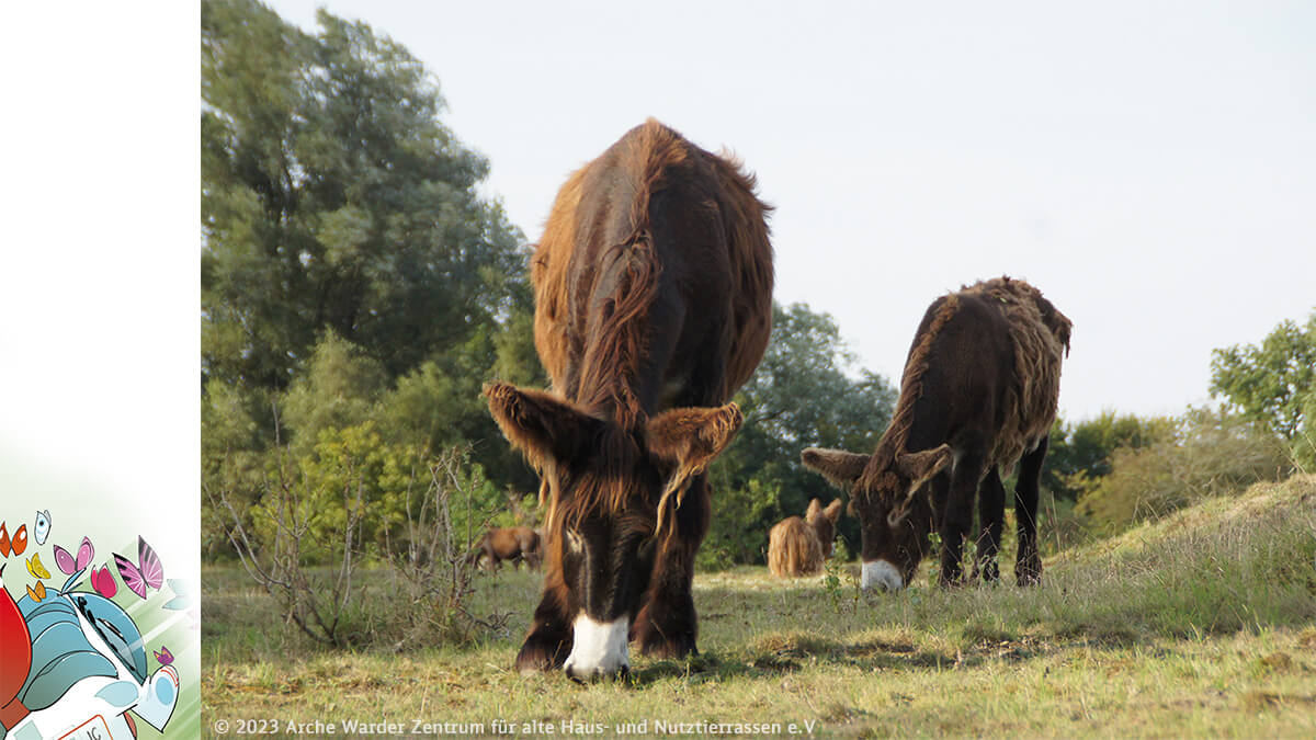 Mehrere Esel grasen friedlich auf einer grünen Wiese im Tierpark Arche Warder