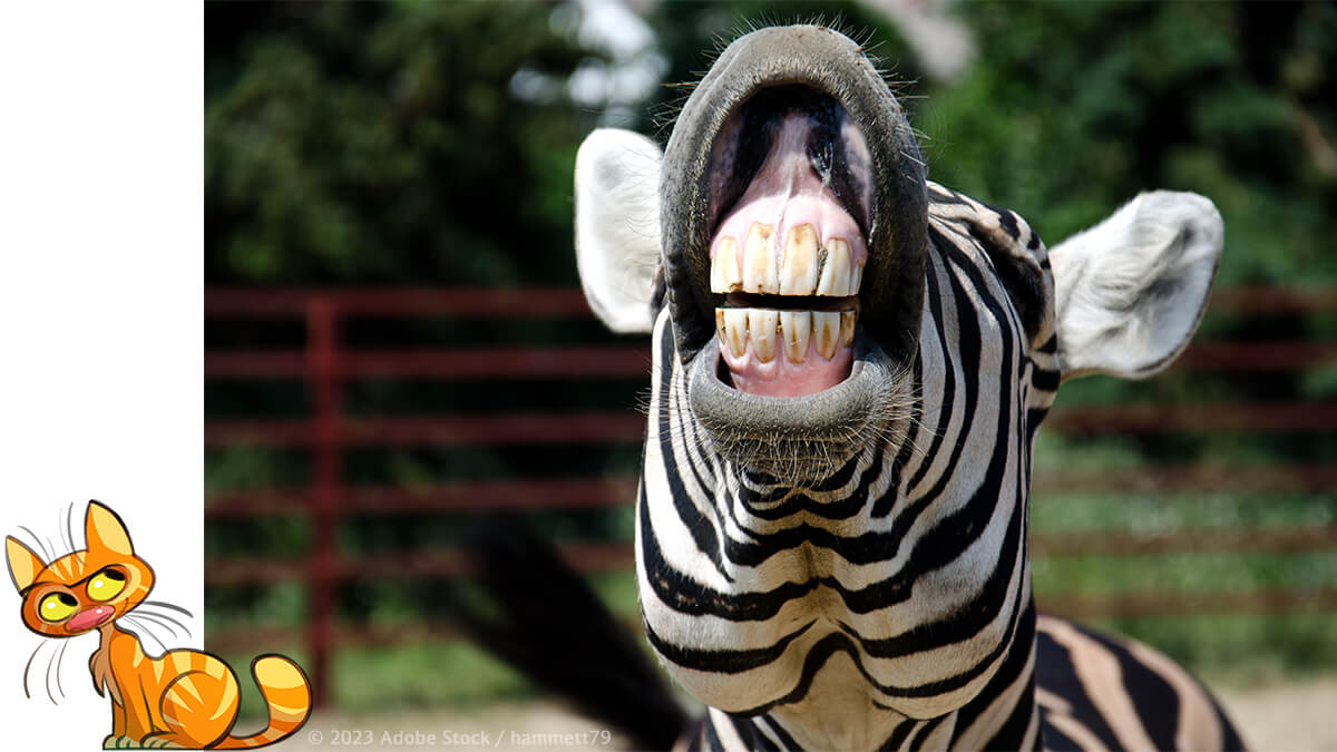 Ein Zebra mit markanter Streifenzeichnung schaut freundlich in die Kamera im Tierpark Bretten.