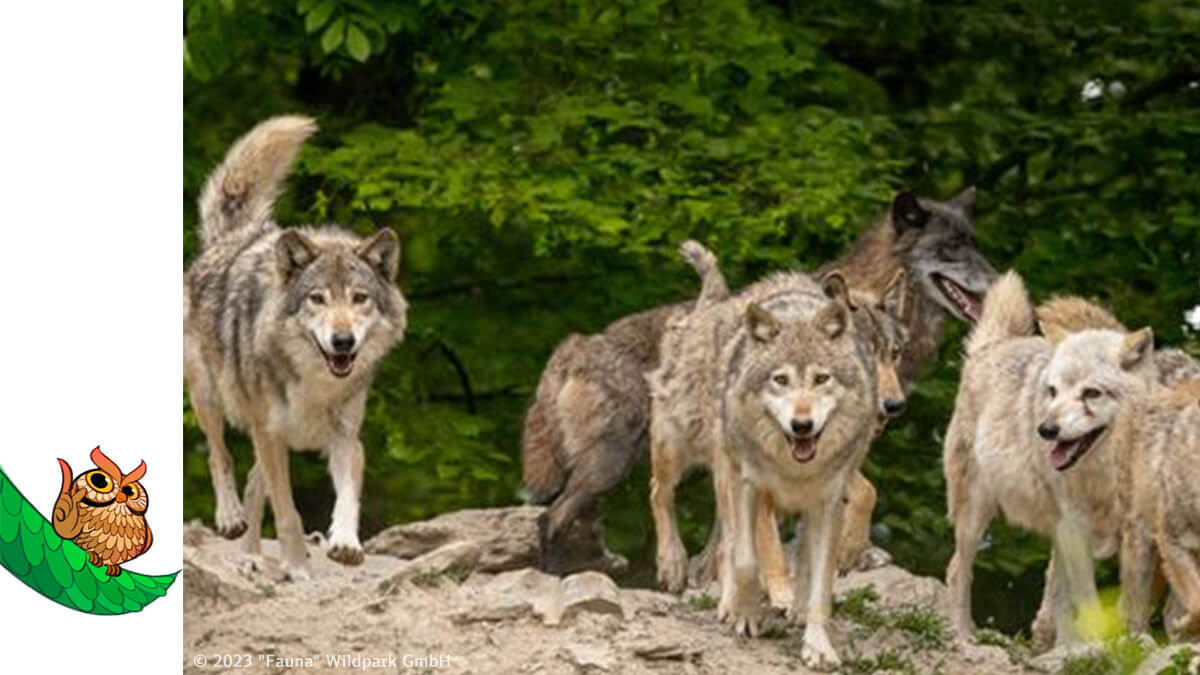 Wölfe stehen wachsam auf einem Felsen im Wildpark Bad Mergentheim