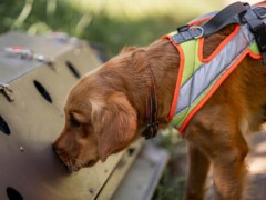 Der Hund erschnüffelt gerade etwas in der Scentbox.