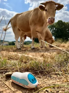 Figur der kleine ICE steht im trockenen Gras, im Hintergrund steht eine Kuh