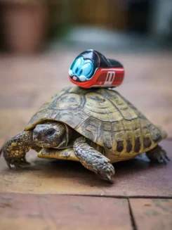 Figur Robbi Regio steht auf dem Rücken einer gehenden Landschildkröte.