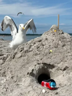 Figur Robbi Regio kommt aus einer Sandburg, im Hintergrund eine Möwe.