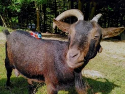 Figur Robbi Regio steht auf dem Rücken einer braunen Ziege.