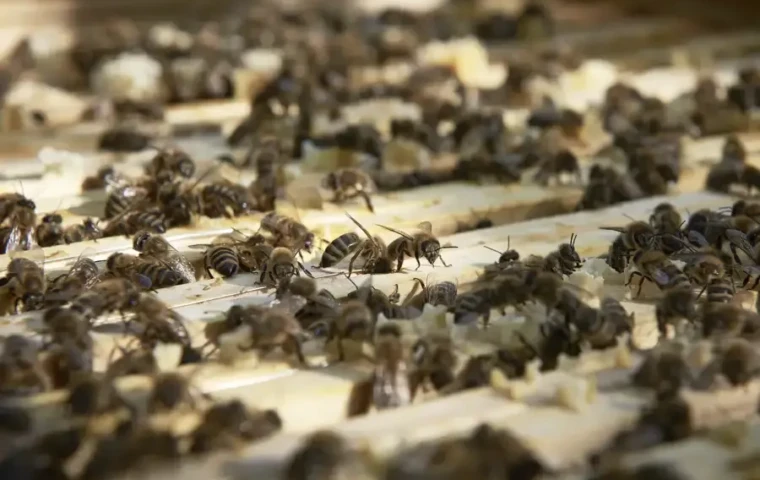 Ein Bienenstock