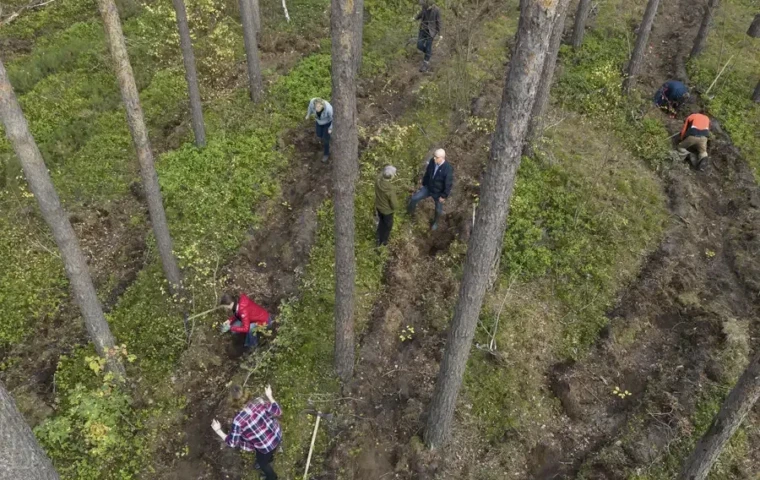 Aktivisten pflanzen Mischwald