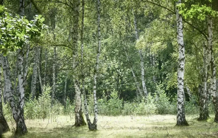Birken im Mischwald