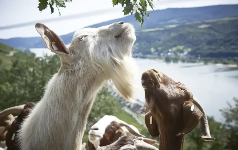 Drei Ziegen