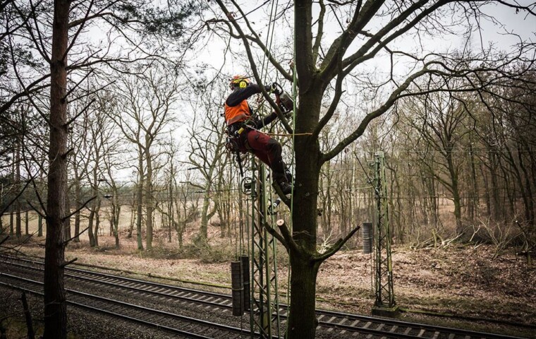 Hui, ist das hoch! Um in solcher Höhe sicher mit einer Motorsäge umgehen zu können, muss man speziell ausgebildet sein. © Deutsche Bahn AG / Benjamin Eichler Ein Baumarbeiter hantiert auf einem Baum mit Motorsäge