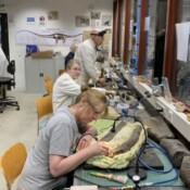 Spezialistinnen legen Skelette frei