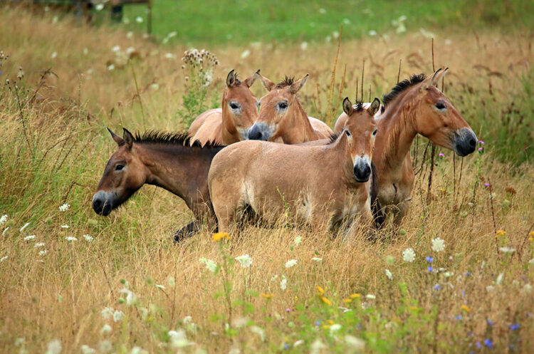 Eine Gruppe Przewalski Pferde steht dicht beieinander auf einer blühenden Wiese