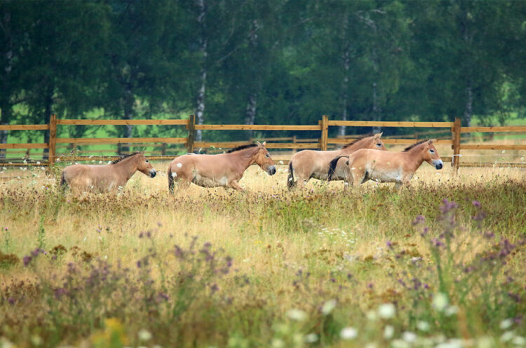 Vier Przewalski-Pferde laufen über die Wildwiese