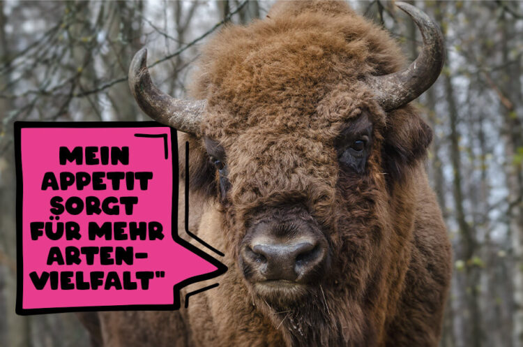 Ein Wisent sagt: "Mein Appetit sorgt für mehr Artenvielfalt"