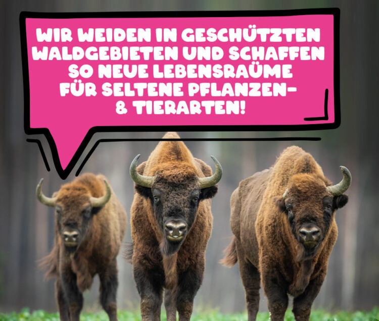 Drei Wisente stehen nebeneinander. Das eine sagt: "Wir weiden in geschützten Waldgebieten und schaffen so neue Lebensräume für seltene Pflanzen- & Tierarten
